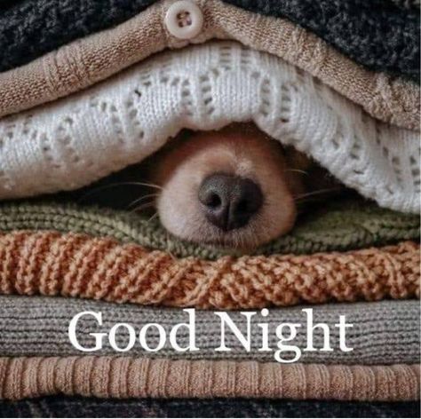 Good Night Dog Images, Cold Good Night Images, Winter Good Night Images, Todays Thoughts, Winter Goodnight, Funny Good Night Pictures, Good Evening Quotes, Goodnight Sweetheart, Goodnight Images