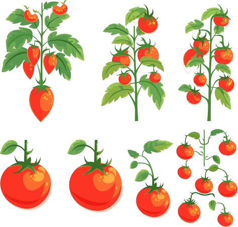 Set of ripe red tomatoes plants with lea... | Premium Vector #Freepik #vector #tomato #eggplant #vegetarian #salad Tomato Plant Illustration, Tomato Farm, Tomato Eggplant, Vegetarian Salad, Tomato Farming, Red Tomato, Leaves Vector, Tomato Plants, Plant Illustration