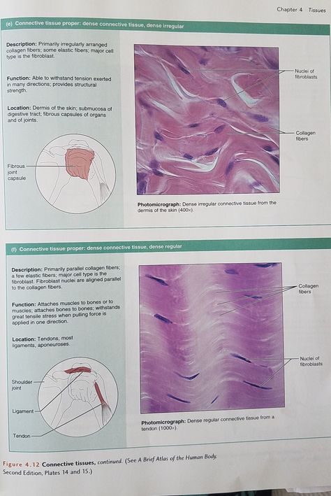 Dense connective tissue dense irregular and dense regular Connective Tissue Drawing, Dense Irregular Connective Tissue, Dense Connective Tissue, Histology Notes, Body Planes, Cell Anatomy, Sat Tips, Anaerobic Respiration, Biomedical Engineer