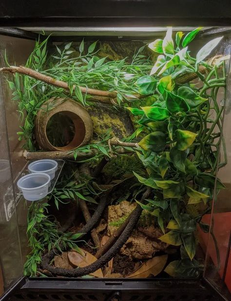 crested gecko tank setup Gecko Cage Setup, Cool Gecko Tanks, Crested Gecko Habitat Terrariums, Plants For Crested Geckos, Bioactive Terrarium Crested Gecko, Crested Geckos Habitat, Cute Crested Gecko Tank Ideas, Whites Tree Frog Terrarium Ideas, Crested Gecko Safe Plants