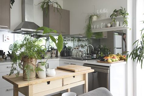 Enliven Your Cooking Space With These 12 Best Kitchen Plants Credit: Natalie Jeffcott Credit: Natalie JeffcottIf your houseplant looks brown or droopy, it’s only natural to assume it needs more of something: more attention, more sunlight, more water. But, just like caring for an animal or human, caring for plants is about finding the right balance. More water, for example, might be exactly the opposite of what your houseplants need — excessive moisture can essentially suffocate Ikea Tv Unit, Melbourne Apartment, Treat Burns, City Homes, Kitchen Plants, Kitchen Herbs, Kitchen Smells, Melbourne House, Living Room Shelves