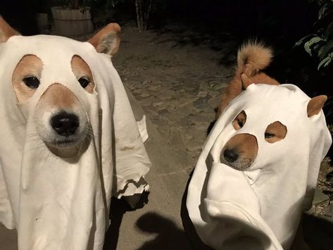 Dog Match, Ghost Halloween Costume, Dog Icon, Pets 3, Silly Dogs, Silly Animals, Cute Creatures, Shiba Inu, 귀여운 동물