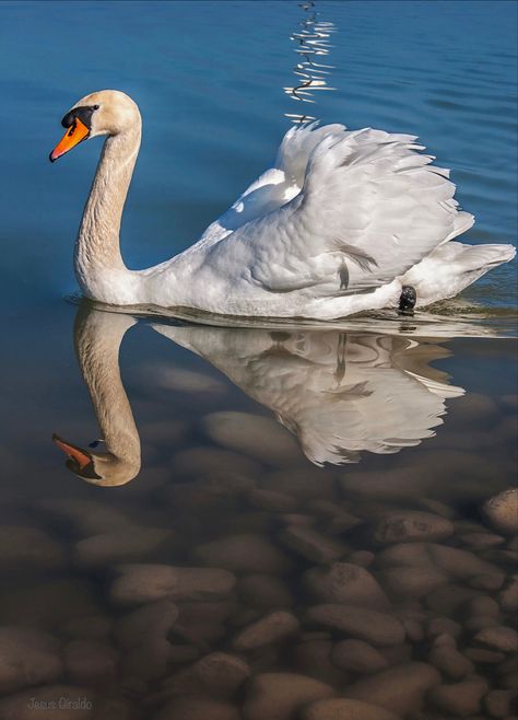 North American Mute Swans descended from European swans imported from the mid 1800s through early 1900s as decorative waterfowl. Mute Swan, Animals Of The World, Swans, Early 1900s, Bird Feathers, North American, Birds, Jesus, Animals