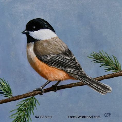 Miniature Oil Paintings | x6" oil on Multimedia Artboard Chickadee Art, Miniature Paintings, Forest Art, Painting Gallery, Bird Pictures, Arte Animal, Bird Drawings, Daily Paintworks, Wildlife Art