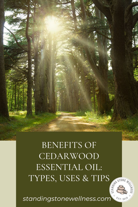 Sunlight streaming through a grove of cedarwood trees Uses For Cedarwood Essential Oil, Metal Health, Natural Bug Repellent, List Of Essential Oils, Winter Air, Cedarwood Oil, Cedarwood Essential Oil, Fluid Retention, Scalp Oil