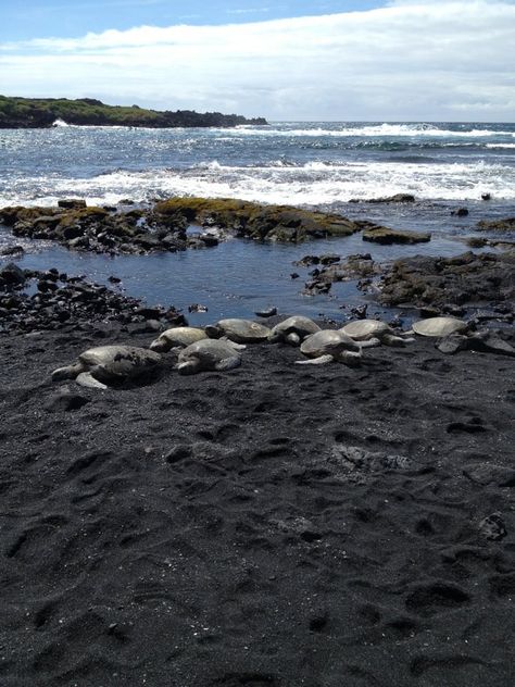 Honu @ Black Sand Beach on the Island of Hawaii (Big Island) in Punaluu Hawaii Big Island, Hawaii Trip, Island Of Hawaii, Hawaii Homes, Big Island Hawaii, Black Sand Beach, Jet Plane, Hawaii Island, Hawaii Vacation