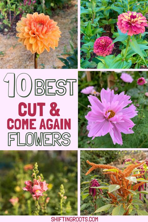 10 BEST CUT AND COME AGAIN FLOWERS | Shifting Roots All Year Garden Plants, Cut Flower Garden Plans Layout, Zone 6 Gardening Flowers, Pnw Flower Gardens, Beginner Cut Flower Garden Layout, Perinial Flowers Garden Ideas, Zone 5 Flower Garden, Zone 9 Flowers, Zone 7 Flower Garden