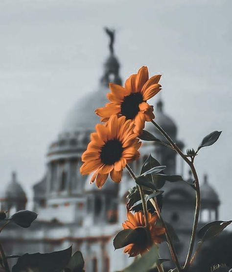 Kolkata Aesthetic, Kolkata Photography, Victoria Memorial, Ancient Indian Architecture, Old Photography, Stranger Things Art, Dark Nature Aesthetic, Ganesha Art, Night Landscape