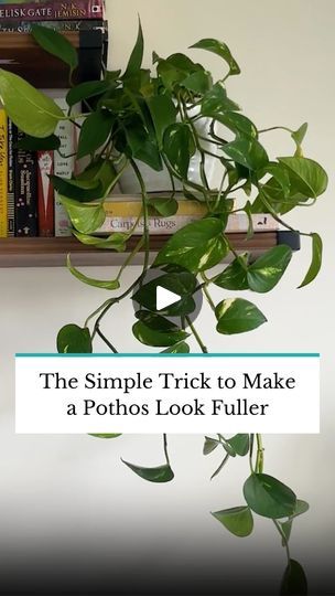 6.7K views · 295 reactions | This clever basketing trick can help fake your way to a fuller looking pothos and even encourage new root growth thanks to buried nodes. Learn about all the different ways you can help make your pothos look fuller by tapping the link in our bio. #TheSpruce #gardening #houseplants #plants #plantparenthood #pothosplant #indoorplants #plantcare | The Spruce | Marshall Rogalski · Through The Trees (Loop) Easy Care Houseplants, The Spruce, Pothos Plant, Root Growth, Simple Tricks, Plant Care, Indoor Plants, Encouragement, Trees