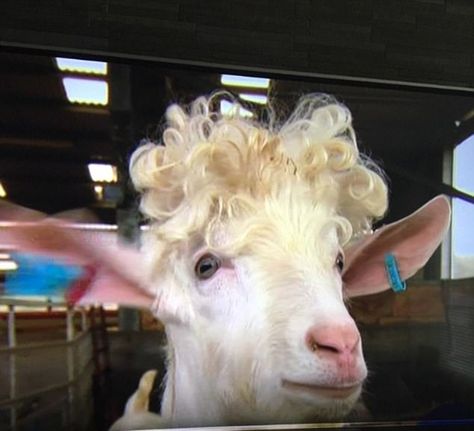 In a lighter moment on last night's show, a curly-topped billy coat won a legion of fans on social media, with one viewer saying: 'That goat has better hair than I do' Animal References, Night Show, A Goat, Giving Birth, Sunday Night, Goats, Cool Hairstyles, Curly Hair Styles, Social Media