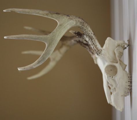 How to mount antlers without a plaque :) I love the look of animal skulls but usually not so much the mount. Best Tv Wall Mount, Mounted Antlers, Vocaloid Songs, Antler Ideas, European Mount, Antler Crafts, Deer Mounts, Manly Stuff, Antler Art