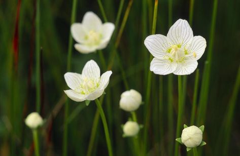 Loch, river and marsh plants | Scottish Natural Heritage Marsh Plants, Floating Mat, Freshwater Plants, Alpine Plants, Natural Heritage, House Plants Indoor, Nature Journal, Single Flower, Rare Plants