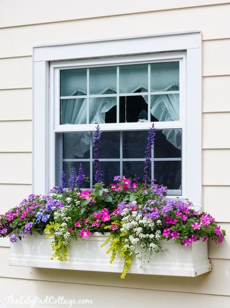 5 Tips for Gorgeous Window Boxes - The Lilypad Cottage Lilypad Cottage, Fall Window Boxes, Window Box Plants, Window Box Garden, نباتات منزلية, Window Box Flowers, Window Planters, Container Gardening Flowers, تصميم للمنزل العصري