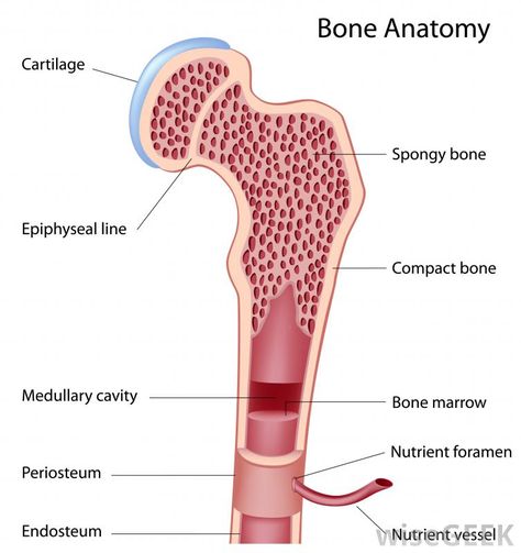 Epiphyseal Plate, Bone Anatomy, Anatomy Bones, Cord Blood Banking, Basic Anatomy And Physiology, Musculoskeletal System, Nursing School Notes, Human Anatomy And Physiology, Medical Anatomy