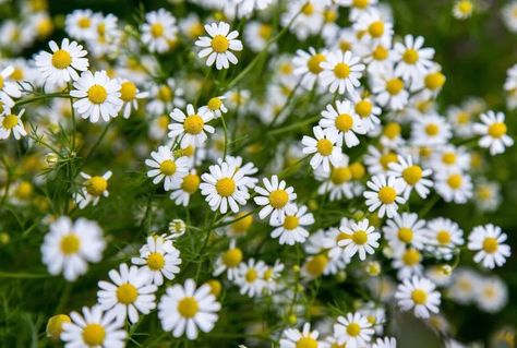 Blackfoot Daisy, Texas Gardens, Native Plant Landscape, Evergreen Climbers, Texas Landscaping, Texas Plants, Texas Native Plants, Long Blooming Perennials, Hardy Hibiscus