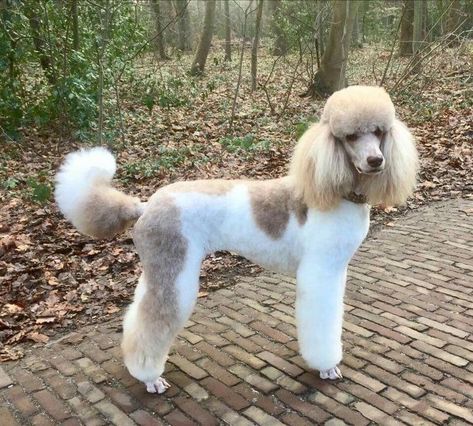 Standard Poodle Parti, Cream Standard Poodle, Standard Poodle Haircut Styles Winter, Cream Poodle, Parti Poodle, Poodle Haircut, Poodle Cuts, Positive Dog Training, Puppy Cut