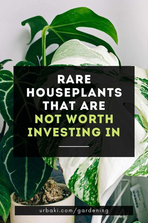 Exotic Plants Indoor, Money Plant Indoor, Exotic House Plants, Strange Plants, Snake Plant Care, Small House Plants, Air Purifying House Plants, Live House Plants, Air Plants Care