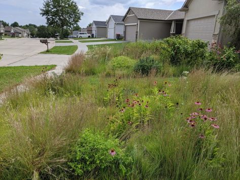 Urban prairie lawn an option for homeowners tired of grass | Grand Island Local News | theindependent.com Grand Island Nebraska, Plant Installation, Lawn Alternatives, Prairie Garden, Native Plant Gardening, Low Maintenance Landscaping, Pollinator Garden, Traditional Landscape, Native Garden