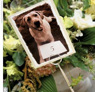 Each place card had the dog's picture that they were sponsoring and had the dog's story on the back. Dog Centerpieces, Wedding Table Numbers Vintage, Fun Wedding Pictures, Table Planner, Table Markers, Number Ideas, Dog Table, Card Table Wedding, Venue Decorations