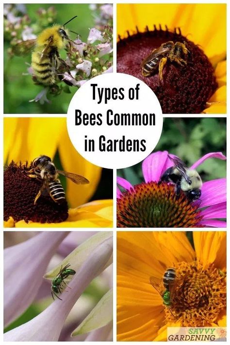 Types of Bees Commonly Found in Yards and Gardens. Discover how to identify common native pollinators through photos and descriptions. #gardening #pollinators #pollinatorgarden Bumble Bee Nest, Different Types Of Bees, Pollinator Garden Design, Sweat Bees, Types Of Bees, Backyard Bee, Bee Flowers, Wild Bees, Garden Bugs