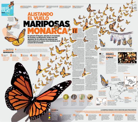 Monarch butterfly Butterfly Layout Design, Butterfly Infographic, Photoshop Illustration Tutorial, Animal Infographic, Design Print Layout, Newspaper Layout, Research Poster, Editorial Design Layout, Graphic Design Infographic