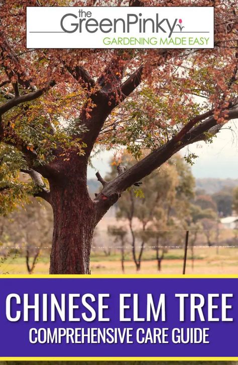 Chinese Elm Tree, Golden Rain Tree, Lily Turf, Giant Arborvitae, Healthy Chinese, Beginner Gardening, Eastern Redbud, Easy Vegetables To Grow, Elm Tree