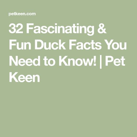 32 Fascinating & Fun Duck Facts You Need to Know! | Pet Keen Facts About Ducks, Duck Species, Duck And Ducklings, Genetic Variation, Canadian Wildlife, Unique Facts, Duck Bill, Duck Eggs, Animal World