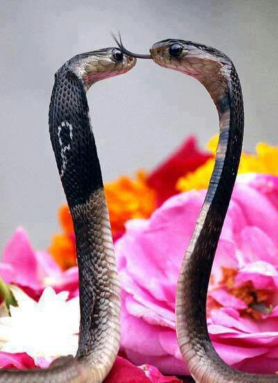 . Snakes, Flowers, Pink, Black