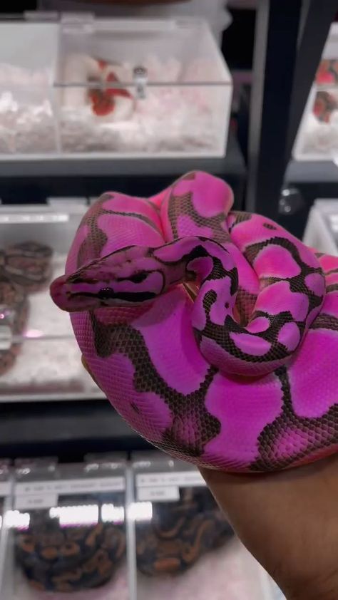 Purple Ball Python, Pretty Snakes Beautiful, Snake Colors, Dangerously Yours, Colorful Snake, Purple Tattoos, Baby Snakes, Cool Snakes, Rainbow Snake