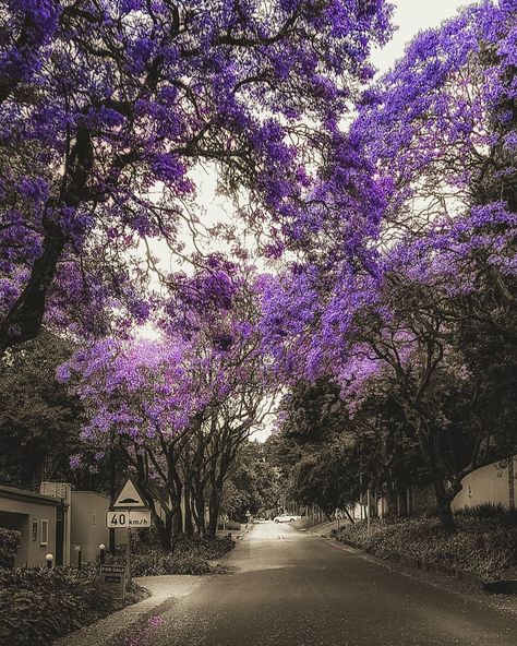 bretto_07 When all you see is purple blossoms in the city... #jacaranda #bloom #newseason #purple #colours #exploring #roadside #ilovesouthafrica  #instagram #adventurethatislife #lifeislife #exploreza #ig_masterpiece #meetsouthafrica #iheartsa #globe_visuals #brettogregsta #photooftheday #picoftheday #instagram_sa #discoversouthafrica #jacarandainyourpocket #sshydepark #cityofpurple Jacaranda Tree Photoshoot, Jacaranda Photoshoot, Jacaranda Tree, Flowering Trees, Johannesburg, Street Scenes, Purple Flowers, The City, Blossom