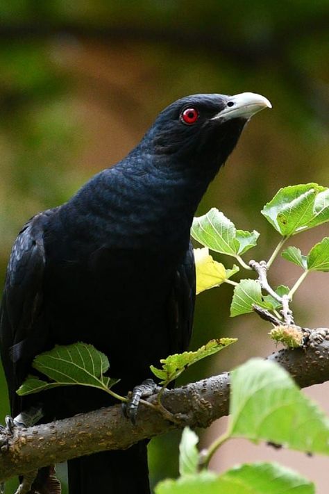 Asian Koel Birds, Animals