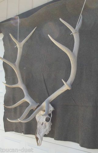 LARGE AMERICAN ELK ANTLERS SKULL 6 X 6 51"x50" x38" APPROX BOONE 300 NO ARIZONA Southern Horror, Skull Practice, Ninjago Oc, Elk Skull, Antler Tattoo, Manga Tutorial, Elk Antlers, Animal References, Animal Bones