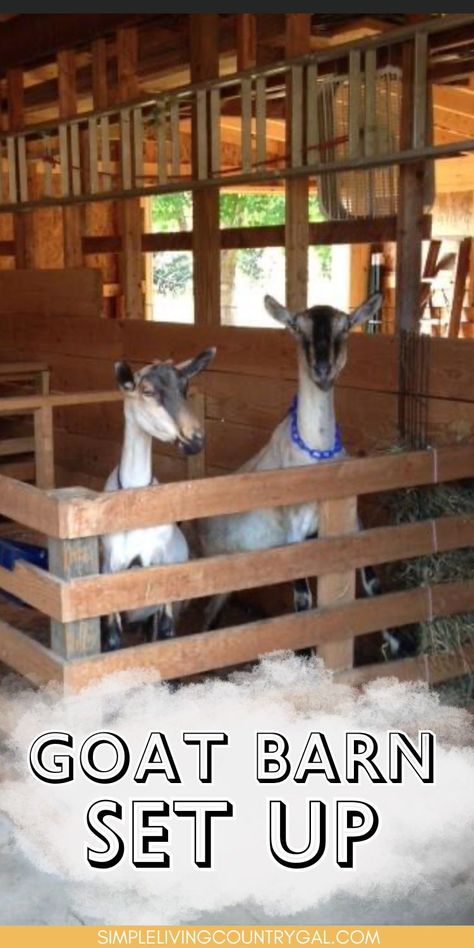 Proper housing for animals is crucial, and an organized space benefits us. This guide on the best goat barn setup offers tips for both. Learn how to raise dairy goats with a year-round goat barn setup that ensures their well-being, no matter the weather. Having Goats, Goat Run Ideas, Goat Paddock Ideas, Goat Setup Ideas, Barn Setup Ideas, Goat Platform, Goat And Chicken Pen Ideas, Goat Houses Shelters, Goat Hacks