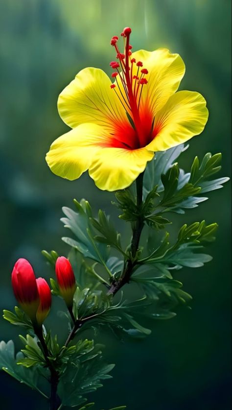 Pretty Flowers Photography, Very Beautiful Flowers, Nature Photography Flowers, Beautiful Flowers Images, Good Morning Flowers Pictures, Beautiful Flowers Photography, Good Morning Flowers Gif, Flowers Photography Wallpaper, Beautiful Flowers Photos