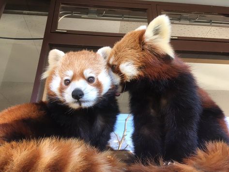 Red Pandas In Love, Two Red Pandas, Matching Red Panda Pfps, Panda Emoji, Red Panda Cute, Red Panda Baby, Red Pandas, Lets Talk, Panda Love