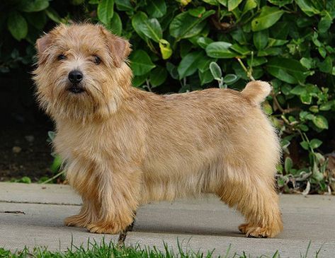 Picture of a norfolk terrier Lucas Terrier, Norfolk Terrier Puppies, Patterdale Terrier, Manchester Terrier, Norfolk Terrier, Skye Terrier, Australian Terrier, Norwich Terrier, Silky Terrier