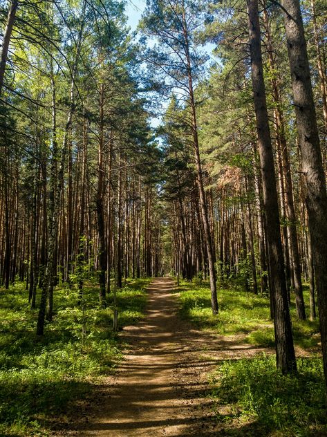 Woods Trail Aesthetic, Wooded Trail Pathways, Walks In The Woods, Walking Trail Aesthetic, Woods Pictures, Trail Aesthetic, Forest Running, Trail Running Photography, Walking In The Woods