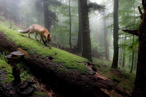 Amazing photo of a fox in woodland - Imgur Fox In The Woods, Photo Animaliere, Wildlife Pictures, Forest Fox, Walk In The Woods, Nature Photographs, Photo On Wood, In The Woods, Nature Photos