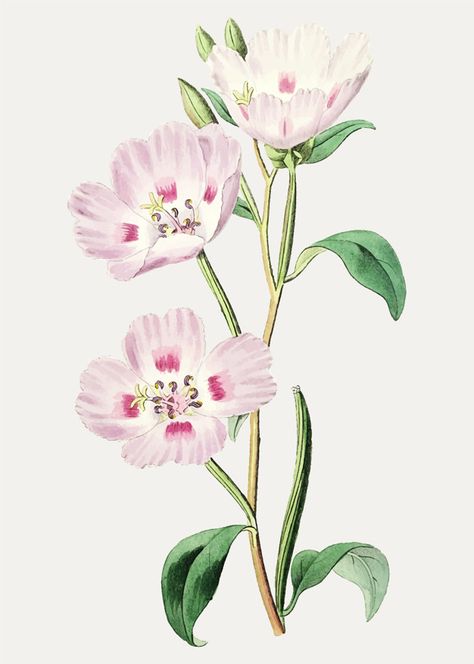 Pink primrose branch Free Vector Pink Primrose, Vintage Floral Backgrounds, Antique Illustration, Cold Case, Watercolor Splash, Magnolia Flower, Flower Doodles, Digital Flowers, Botanical Flowers