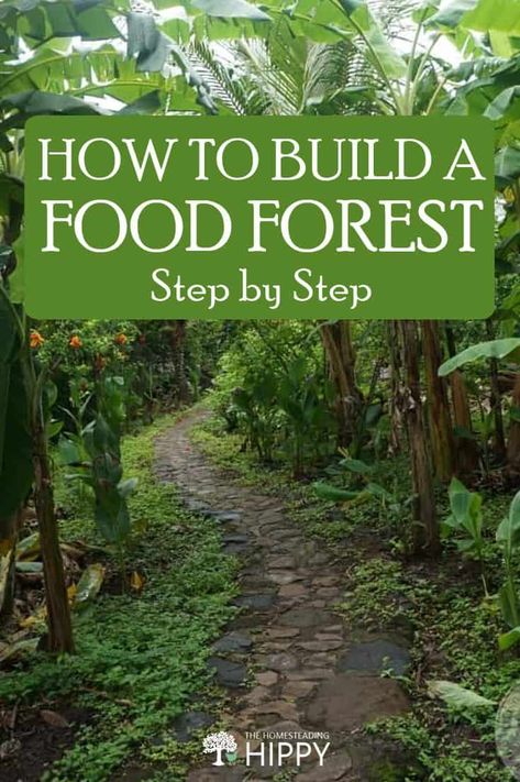 Food Forests, Food Forest Garden, Supraviețuire Camping, Homestead Gardens, Desain Lanskap, Permaculture Gardening, Food Forest, Forest Garden, Have Inspiration