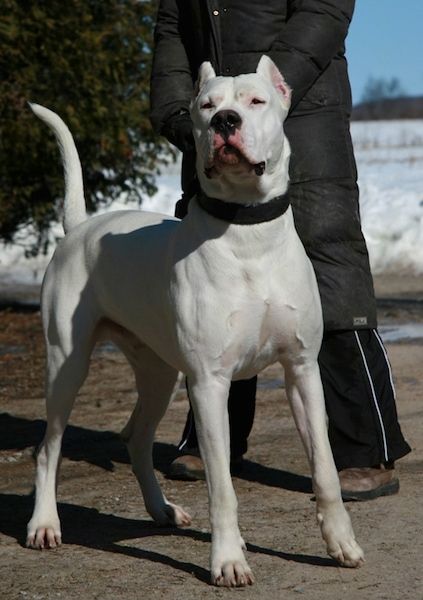 Dog Argentino, Dogo Argentino Dog, Dog Breeds Pictures, Dog Poo, Rare Dogs, Scary Dogs, Rottweiler Dog, Pitbull Puppies, Dogs Pooping