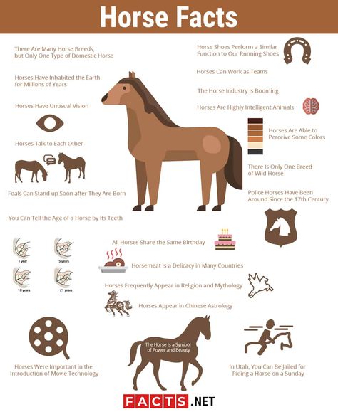 Horse Facts Interesting, 4h Horse Poster Ideas, Horse Infographic, Horse Facts For Kids, Interesting Facts About Horses, Horse Notebook, Facts About Horses, Laughing Horse, Horses Breeds