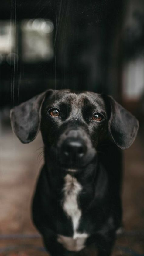 Family Dog Photos, Puppy Photoshoot, Dog Photography Poses, Pets Photography, Cute Names For Dogs, Dog Portraits Art, Puppy Photography, Dog Heaven, Dog Photoshoot