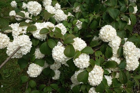 Snowball Viburnum Varieties: Chinese, Japanese and European Snowball Viburnum, White Flowers, Flowers, Plants