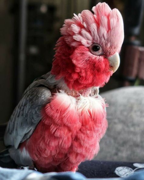 Galah Cockatoo, Funny Parrots, Australian Birds, Pretty Animals, Cute Animal Photos, Pretty Birds, Colorful Birds, Weird Animals, Unique Animals