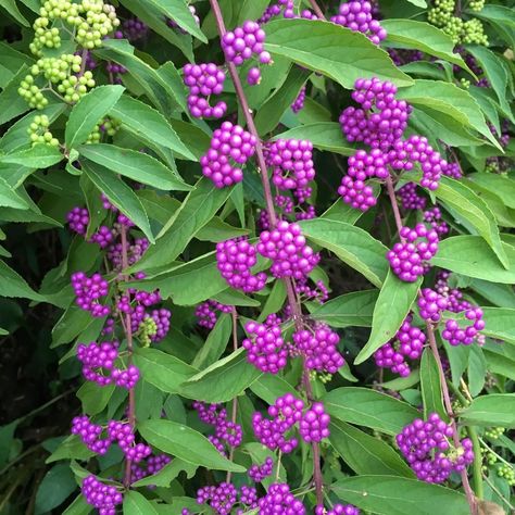 Beauty Berry Bush, American Beautyberry, Beauty Berry, Beauty Bush, Shade Tolerant Plants, Berry Garden, Lake Garden, Native Plant Gardening, Flower School