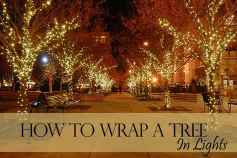 How to Wrap a Tree in Lights | Christmas Designers Christmas Lights Outdoor Trees, Commercial Christmas Lights, Exterior Christmas Lights, Outdoor Tree Lighting, Christmas Lights Outside, Christmas Light Installation, Wrapped Lights, Outdoor Christmas Tree, Outdoor Trees