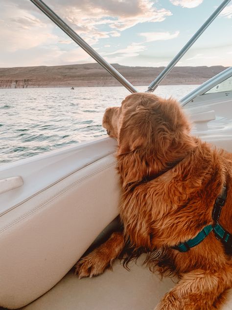 Golden retriever on a boat at sunset on lake Powell Dog On A Boat, Lake Powell Utah, Boat Lake, Utah Travel, Lake Powell, On A Boat, At The Lake, Dog Days, Golden Retriever