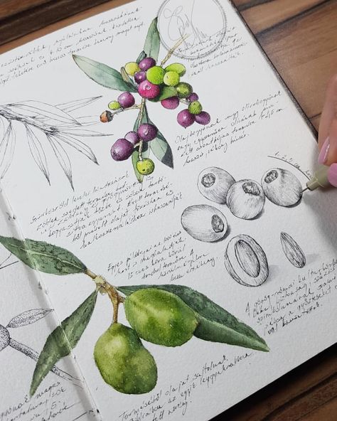 Botanical Sketchbook, Nature Sketch, Sketchbook Art Journal, Garden Journal, Art Pastel, Botanical Painting, Scientific Illustration, Botanical Drawings, Nature Journal