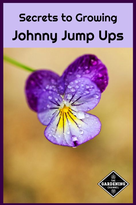 Johnny Jump Up flowers (Viola tricolor) are easy to grow in flower beds, borders, or containers. Although pretty to watch grow, be sure to harvest some as edible flowers. #gardeningchannel #gardening #growingflowers Flower Beds Borders, Johnny Jump Up Flowers, Viola Tricolor, Flower Bed Borders, Johnny Jump Up, Raised Flower Beds, Container Garden Design, Diy Lawn, Meteor Garden 2018